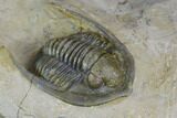 Diademaproetus Trilobite - Foum Zguid, Morocco #125187-2